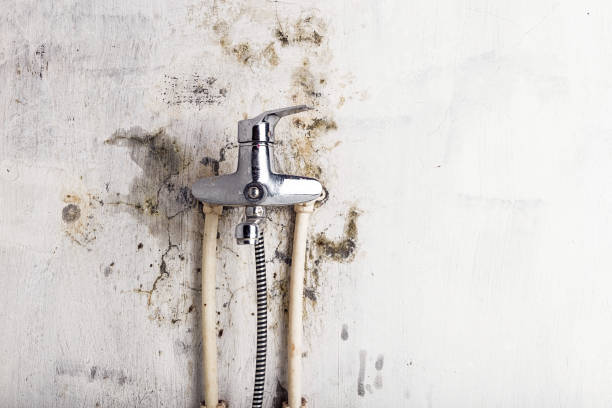 Best Mold Damage Repair  in Highlandville, MO