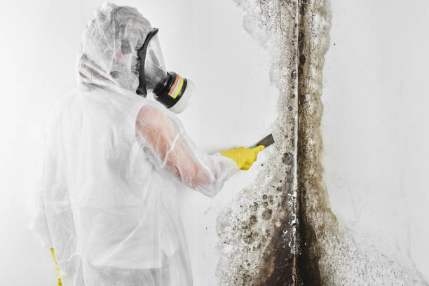 Best Mold Cleaning Services  in Highlandville, MO