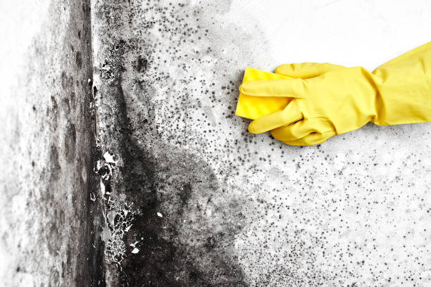Best Black Mold Removal  in Highlandville, MO