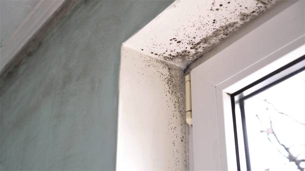 Best Mold Removal Process  in Highlandville, MO