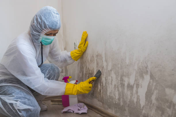 Crawl Space Mold Removal in Highlandville, MO