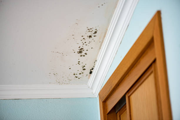 Best Best Mold Removal Companies  in Highlandville, MO