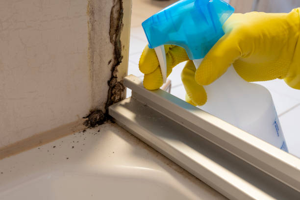 Certified Mold Removal in Highlandville, MO