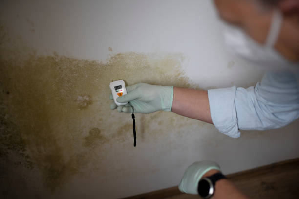 Office Mold Removal Services in Highlandville, MO