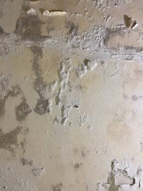 Best Mold Testing and Removal  in Highlandville, MO