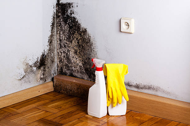 Mold Removal Process in Highlandville, MO