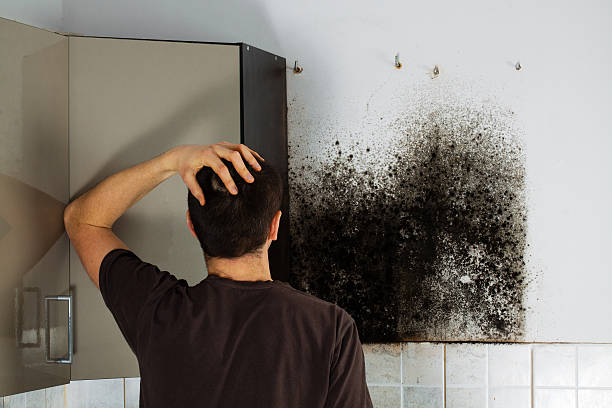 Best Affordable Mold Removal  in Highlandville, MO