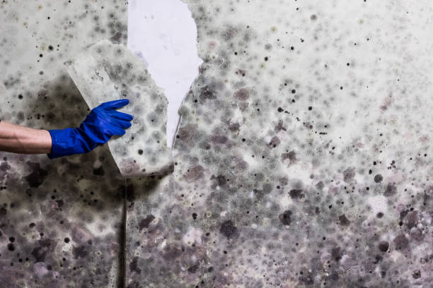 Best Commercial Mold Removal  in Highlandville, MO