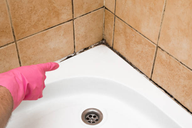 Best Best Mold Removal Companies  in Highlandville, MO